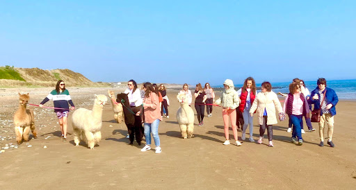 Cranfield Alpacas, Winner- Best Tourism Experience in Northern Ireland