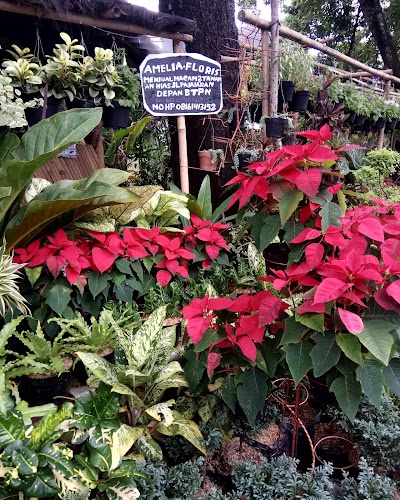 Photos of Amelia Florist