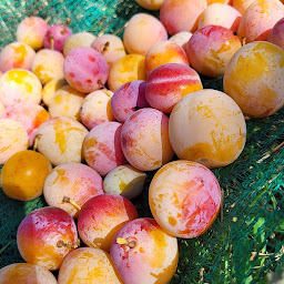 Photo n°8 de LA FERME DES CHANOTTES à Fécocourt (Service de cuisinier à domicile)