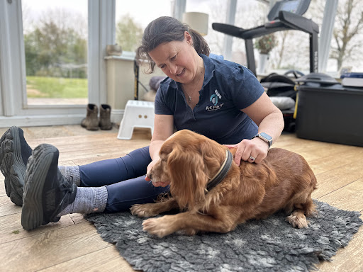 The Lion Clinic (Veterinary Physiotherapist) - Thumbnail