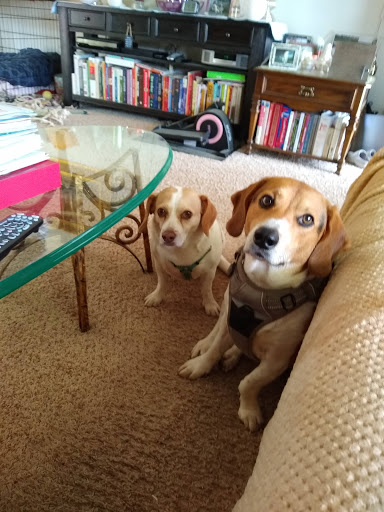 My Buddy Boarding Inn For Pets - Thumbnail