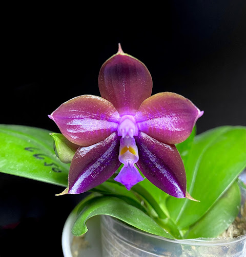 Orchibias - Orchids for Europe (Nur Büro)