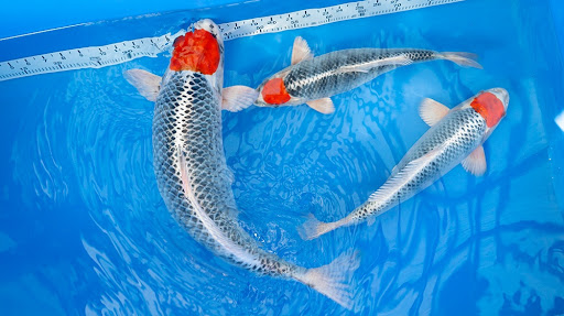 Kipp Aquarium - Thumbnail