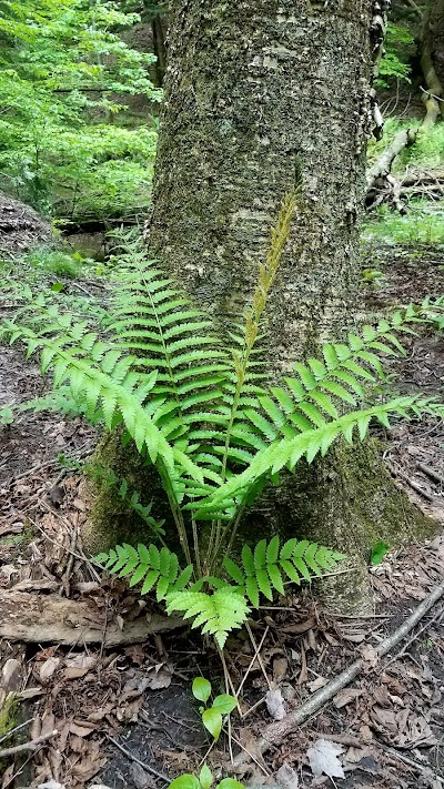 Deer Lick Conservation Area