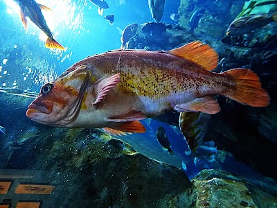 Oregon Coast Aquarium