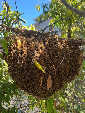 Bee One Third Pty Ltd by null