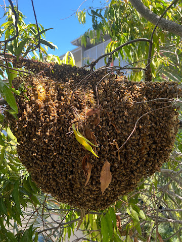 Bee One Third Pty Ltd by null