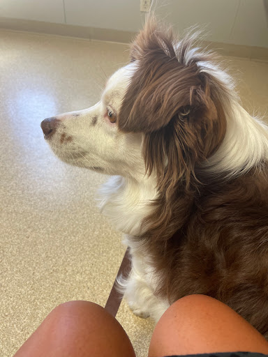 Shelby Veterinary Service, P.C. - Thumbnail