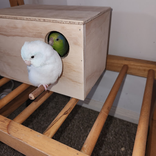 Parrot Supplies Australia - Thumbnail