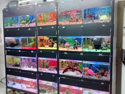 Photos of AQUATIK