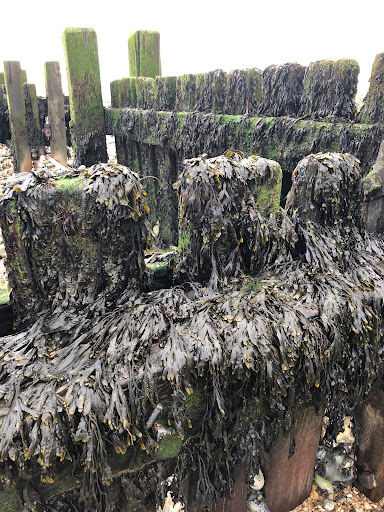 Deep History Coast Discovery Point - Thumbnail