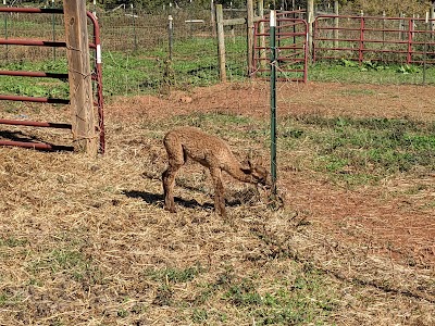 Smith Mountain Lake Farm Alpacas