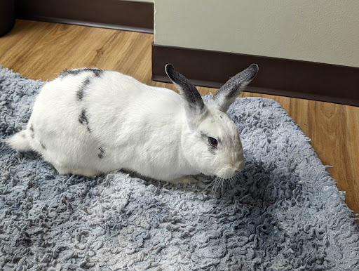 Stahl Exotic Animal Veterinary Services Gallery - United States