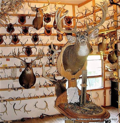 Taxidermy Museum