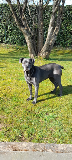 Centre Canin le Brin de Folie d'EASY - Thumbnail