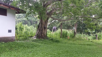 Photos of Panamure Elephant Kraal