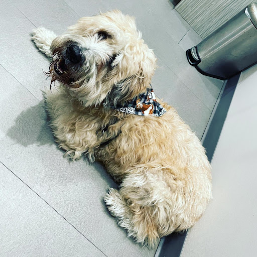 Fur & Feather veterinary hospital - Thumbnail