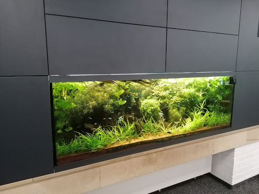 Tropic Aquarienservice Anlagenbau und Pflege für Süsswasser- und Meerwasseraquaristik - Thumbnail