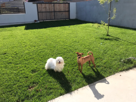 Hotel para perros Hotel guardería canina para perritos mini y toy, Coco y Yo