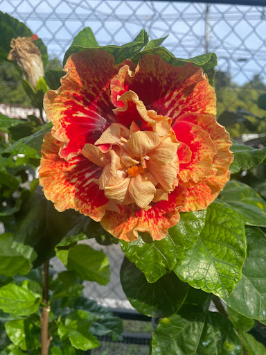 mi Esperanza Garden - Thumbnail