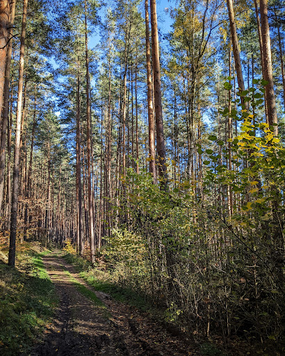 Schloßkulm, Abzweig - Visual