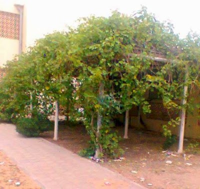 Photos of Taqrvat School