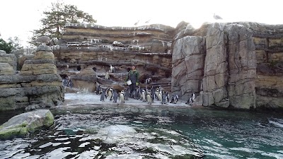 Penguin Cove