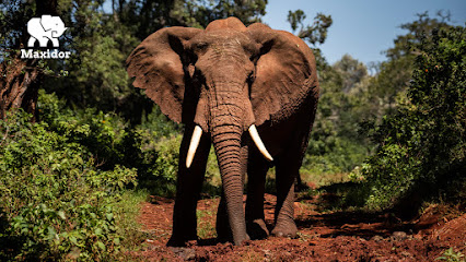 Maxidor Port Elizabeth