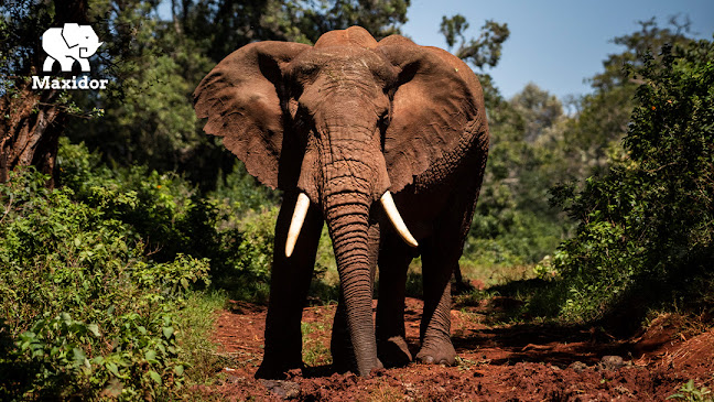 Maxidor Port Elizabeth