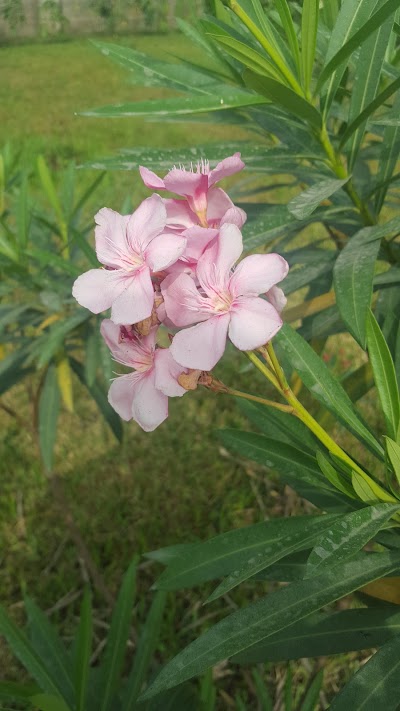 Photos of Auxano Gardens