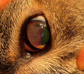 Photo n°6 de Clinique vétérinaire Alliance Vet à Le Plessis-Trévise (Vétérinaire)