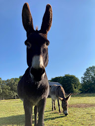 Photo n°10 de La Corne au Cerf à Moux-en-Morvan (Gîte)