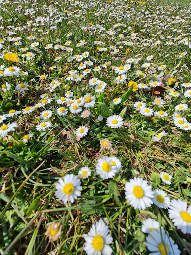 Parco per cani - Visual