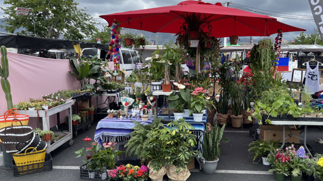 Scorpio Gardens
