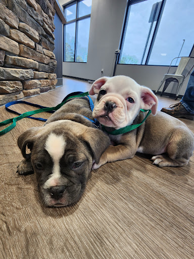 Pine Grove Animal Hospital