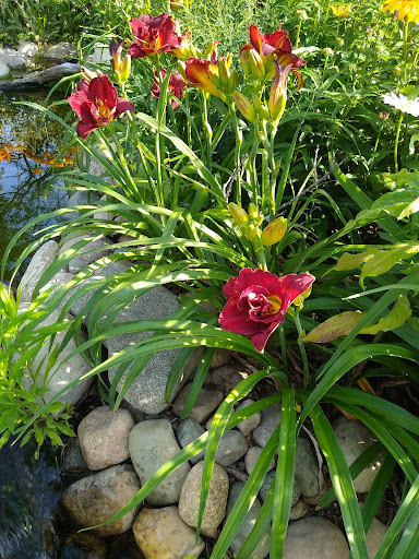 Fairview Berry and Flower Farm - Thumbnail