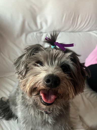 Centro Veterinario en Zaragoza PreventyVet