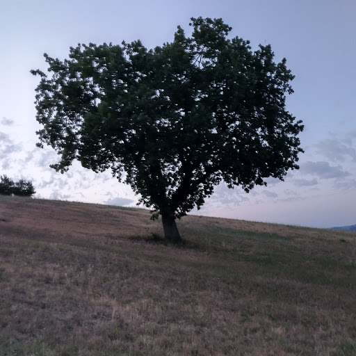 Quercia - Visual