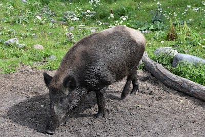 photo of Viltsafari Käringsund