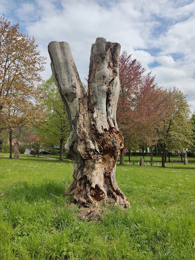 Hundertjähriger Baum - Visual