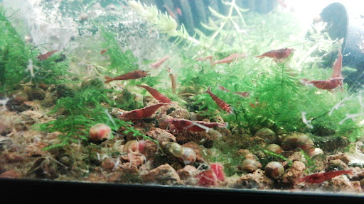 Acquaristore.it - Visual