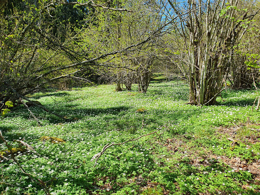 Hässlen - Visual