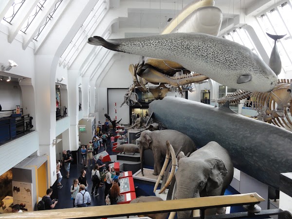 Музей лондона 5. Британский музей в Лондоне кит. Музей транспорта в Лондоне. Музей науки в Лондоне 1857. Natural History Museum – Kensington.