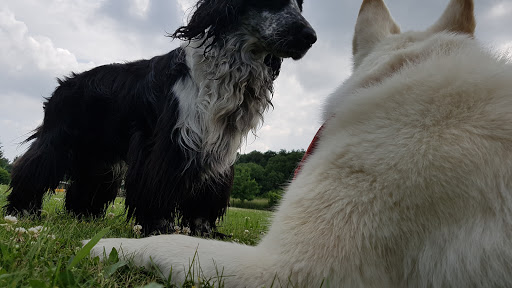 Maik und Sabines Hundewiese - Thumbnail