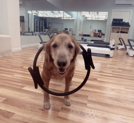 Movmint Pilates - Thumbnail