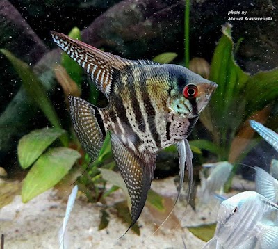 Photos of FISH HUT aquariums&pet supplies