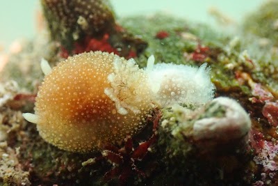 ダイブベース37