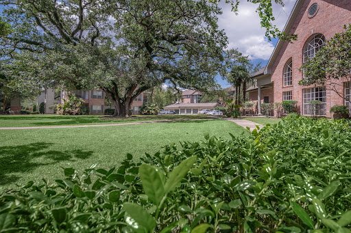 Live Oaks - Thumbnail
