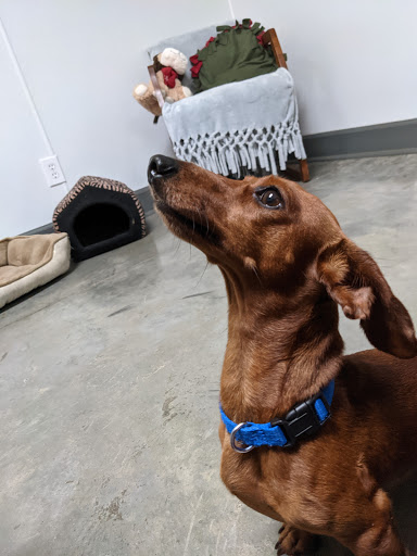 Columbus-Lowndes Humane Society - Thumbnail