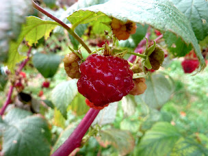 Photo n°1 de Chambre d’hôtes Limousin Chalendeix à Nedde (Gîte)